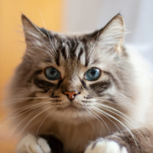 cats