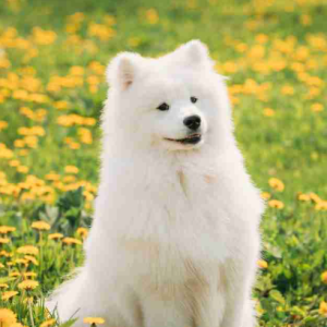 Dogs