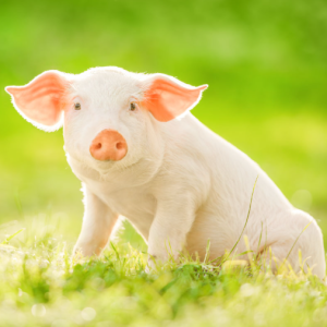 Pigs