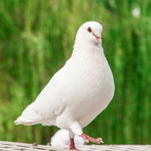 Pigeon