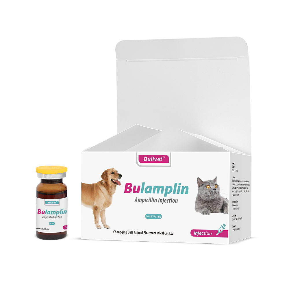 Ampicillin Injection 15%